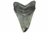 Serrated, Fossil Megalodon Tooth - South Carolina #328754-1